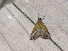 Hypena lividalis