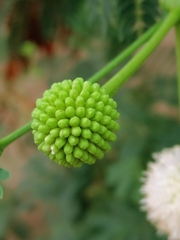 Leucaena leucocephala