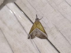 Hypena lividalis