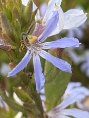 Scaevola crassifolia