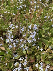 Scaevola crassifolia
