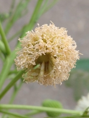 Leucaena leucocephala