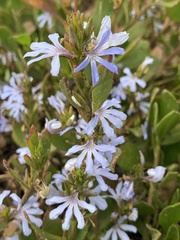 Scaevola crassifolia
