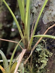 Tillandsioideae