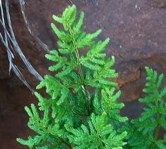 Cheilanthes multifida multifida