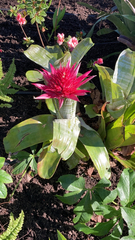 Aechmea fasciata