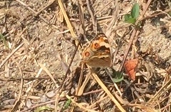 Junonia orithya wallacei