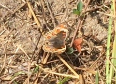 Junonia orithya wallacei
