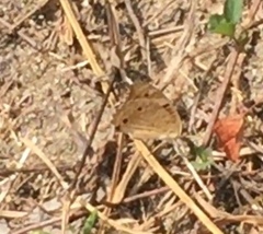 Junonia orithya wallacei