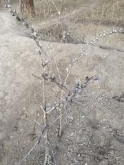 Hyoscyamus
