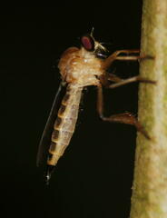 Clephydroneura