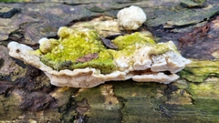Trametes gibbosa