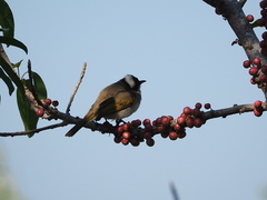Pycnonotus sinensis formosae