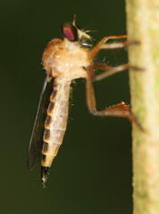 Clephydroneura