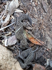 Pachydactylus geitje