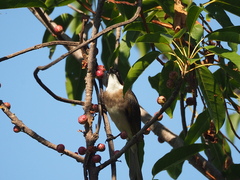 Pycnonotus sinensis formosae