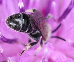 Lasioglossum