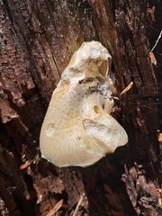 Neolentinus lepideus