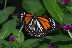 Danaus melanippus hegesippus