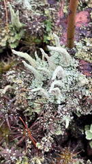 Cladonia coniocraea