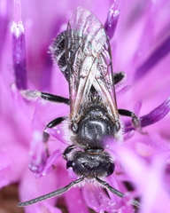 Lasioglossum