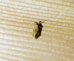 Epicallima formosella