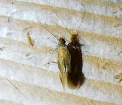 Epicallima formosella