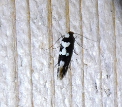 Neurothaumasia ankerella