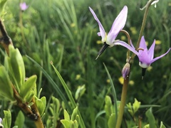 Dodecatheon