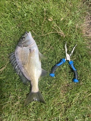 Acanthopagrus butcheri