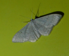 Idaea straminata