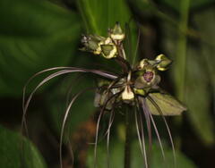 Tacca