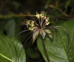 Tacca