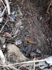 Pachydactylus geitje