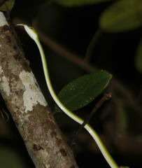 Ahaetulla mycterizans