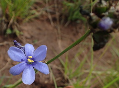 Aristea torulosa