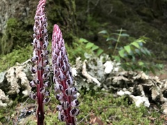 Allotropa virgata