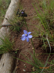 Aristea torulosa