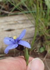 Aristea torulosa