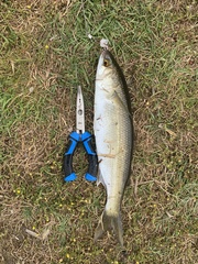 Aldrichetta forsteri