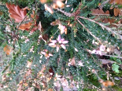 Erica tetralix