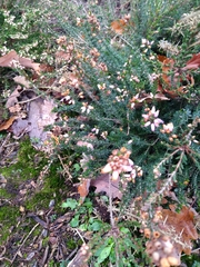 Erica tetralix