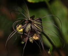 Tacca