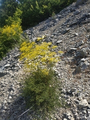 Ferulago galbanifera