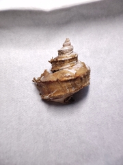 Trichotropis bicarinata