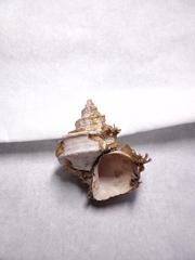 Trichotropis bicarinata