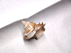 Trichotropis bicarinata