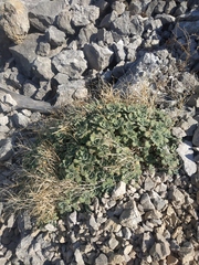 Arabis caucasica