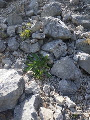 Cephalaria coriacea