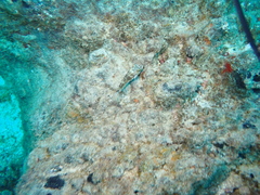 Canthigaster capistrata